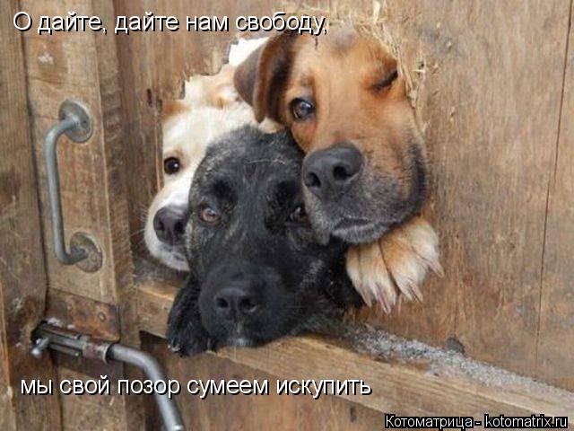 О дайте, дайте нам свободу, О дайте, дайте нам свободу, мы свой позор сумеем искупить... Котоматрица: О дайте, дайте нам свободу, О дайте, дайте нам свободу, мы свой позор сумеем искупить