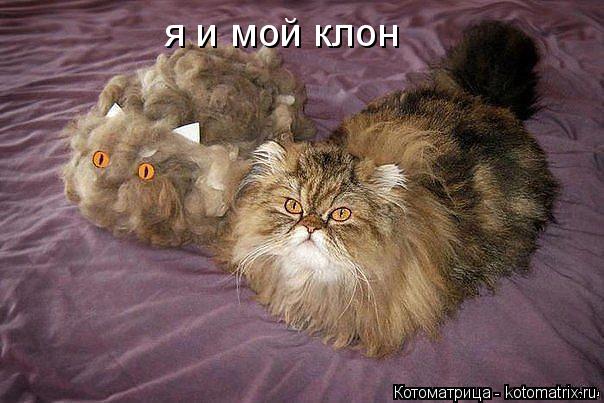 я и мой клон... Котоматрица: я и мой клон