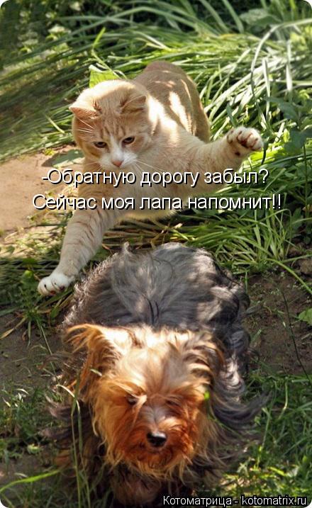 -Обратную дорогу забыл? Сейчас моя лапа напомнит!!... Котоматрица: -Обратную дорогу забыл? Сейчас моя лапа напомнит!!