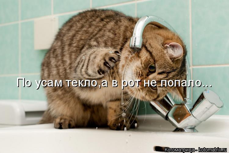 По усам текло,а в рот не попало...... Котоматрица: По усам текло,а в рот не попало...
