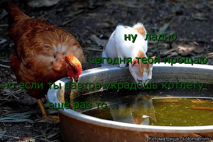 ну ну ладно сегодня тебя прощаю но если ты завтра украдёшь котлету ещё раз то...... Котоматрица: ну ну ладно сегодня тебя прощаю но если ты завтра украдёшь котлету ещё раз то...