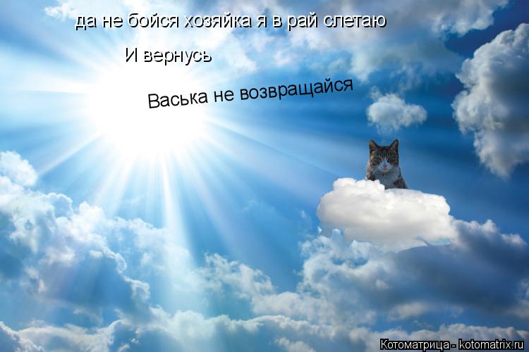 да не бойся хозяйка я в рай слетаю И вернусь И вернусь Васька не возвращайся... Котоматрица: да не бойся хозяйка я в рай слетаю И вернусь И вернусь Васька не возвращайся