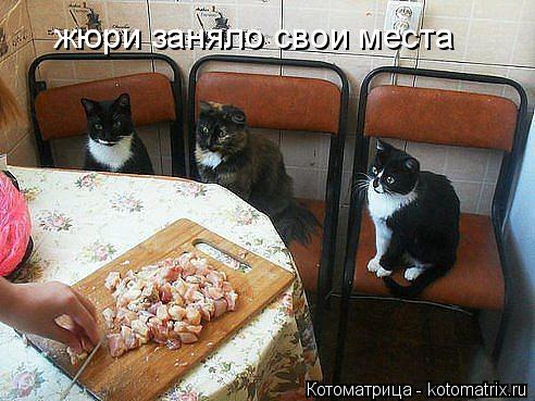 жюри заняло свои места... Котоматрица: жюри заняло свои места