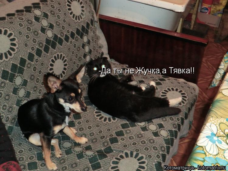 -Да ты не Жучка,а Тявка!!... Котоматрица: -Да ты не Жучка,а Тявка!!
