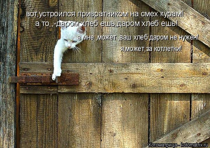 вот,устроился привратником на смех курам! а то ,-даром хлеб ешь,даром хлеб ешь! а мне ,может ,ваш хле... Котоматрица: вот,устроился привратником на смех курам! а то ,-даром хлеб ешь,даром хлеб ешь! а мне ,может ,ваш хлеб даром не нужен! я,может,за котлетки!