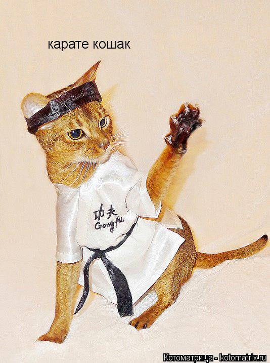 карате кошак... Котоматрица: карате кошак
