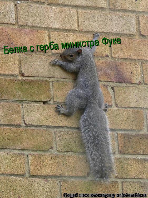 Белка с герба министра Фуке... Котоматрица: Белка с герба министра Фуке