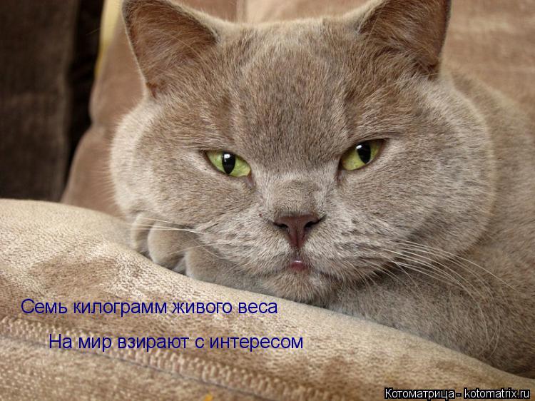 Семь килограмм живого веса На мир взирают с интересом... Котоматрица: Семь килограмм живого веса На мир взирают с интересом