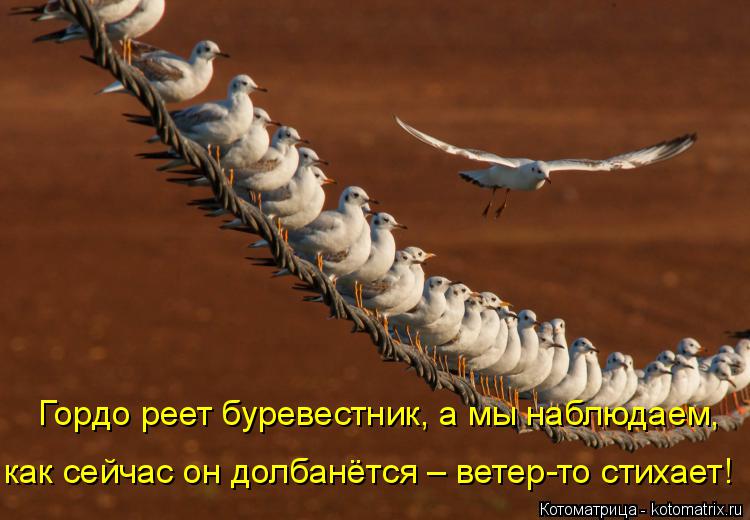 Гордо реет буревестник, а мы наблюдаем, как сейчас он долбанётся – ветер-то стихает!... Котоматрица: Гордо реет буревестник, а мы наблюдаем, как сейчас он долбанётся – ветер-то стихает!