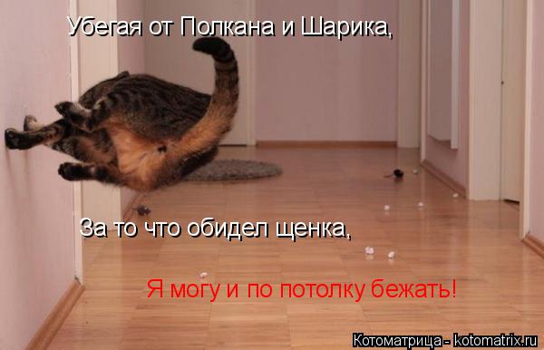 Убегая от Полкана и Шарика, За то что обидел щенка, Я могу и по потолку бежать!... Котоматрица: Убегая от Полкана и Шарика, За то что обидел щенка, Я могу и по потолку бежать!
