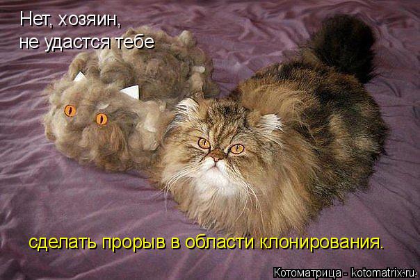 Нет, хозяин, не удастся тебе сделать прорыв в области клонирования.... Котоматрица: Нет, хозяин, не удастся тебе сделать прорыв в области клонирования.