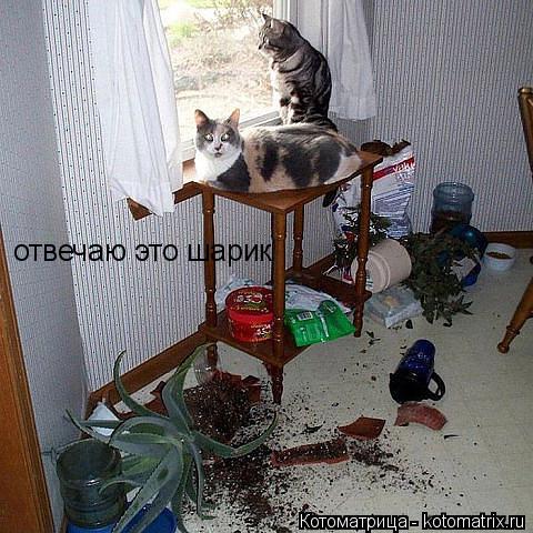 отвечаю это шарик... Котоматрица: отвечаю это шарик