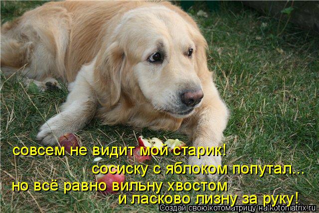 совсем не видит мой старик! сосиску с яблоком попутал... но всё равно вильну хвостом и ласково лизну ... Котоматрица: совсем не видит мой старик! сосиску с яблоком попутал... но всё равно вильну хвостом и ласково лизну за руку!