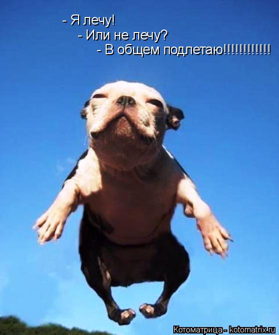 - Я лечу! - Или не лечу? - В общем подлетаю!!!!!!!!!!!!... Котоматрица: - Я лечу! - Или не лечу? - В общем подлетаю!!!!!!!!!!!!