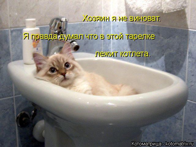 Хозяин я не виноват. Я правда думал что в этой тарелке лежит котлета.... Котоматрица: Хозяин я не виноват. Я правда думал что в этой тарелке лежит котлета.