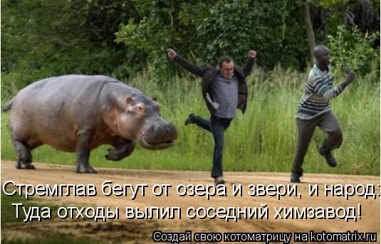 Туда отходы вылил соседний химзавод! Стремглав бегут от озера и звери, и народ:... Котоматрица: Туда отходы вылил соседний химзавод! Стремглав бегут от озера и звери, и народ: