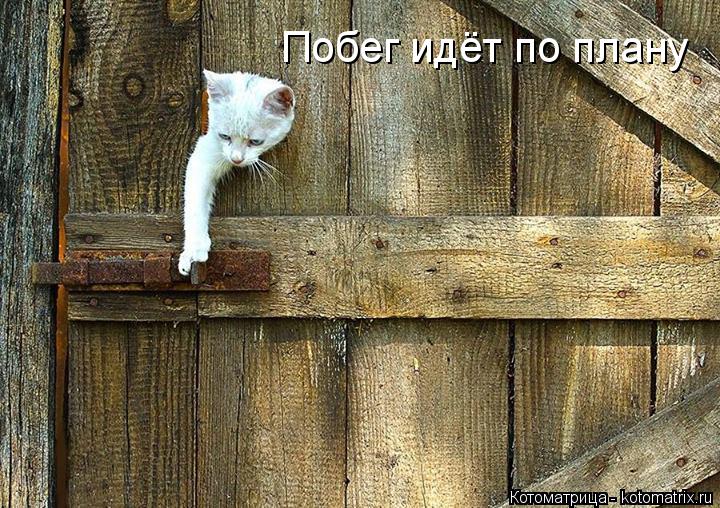 Побег идёт по плану... Котоматрица: Побег идёт по плану