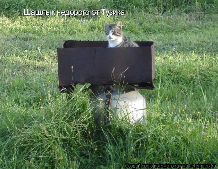 Шашлык недорого от Тузика... Котоматрица: Шашлык недорого от Тузика