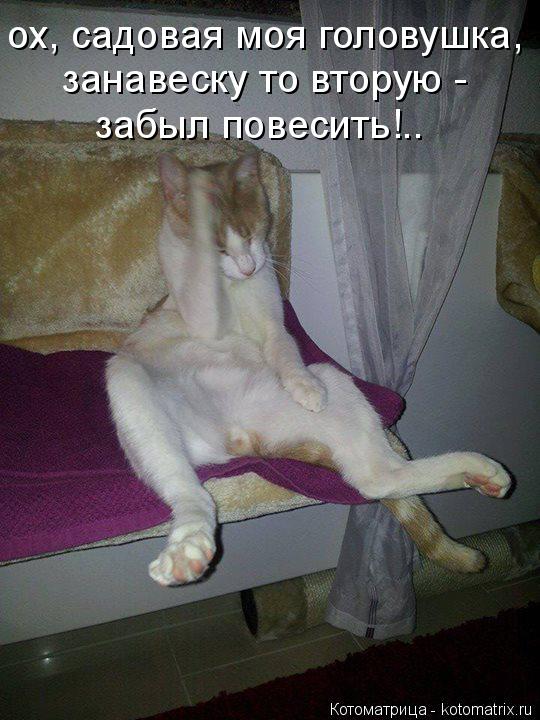 ох, садовая моя головушка, занавеску то вторую - забыл повесить!..... Котоматрица: ох, садовая моя головушка, занавеску то вторую - забыл повесить!..