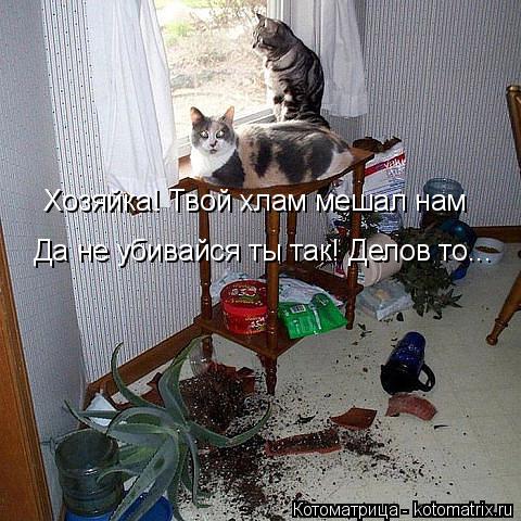 Хозяйка! Твой хлам мешал нам Да не убивайся ты так! Делов то...... Котоматрица: Хозяйка! Твой хлам мешал нам Да не убивайся ты так! Делов то...