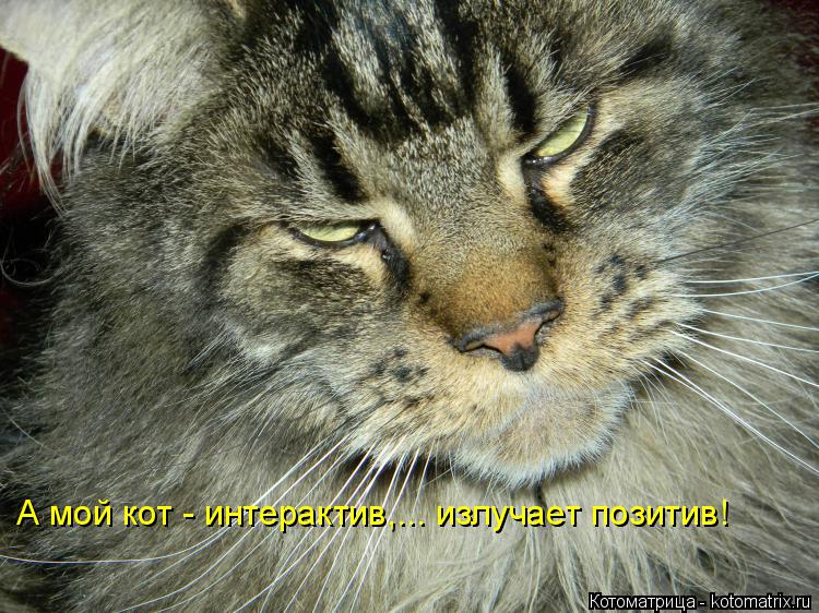 А мой кот - интерактив,... излучает позитив!... Котоматрица: А мой кот - интерактив,... излучает позитив!