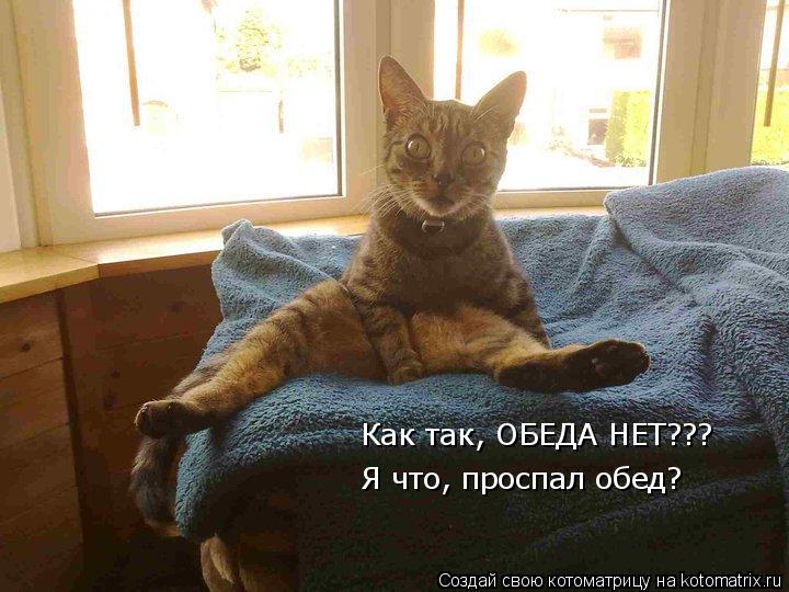 Как так, ОБЕДА НЕТ??? Я что, проспал обед?... Котоматрица: Как так, ОБЕДА НЕТ??? Я что, проспал обед?