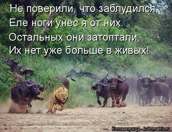 Не поверили, что заблудился, Еле ноги унёс я от них. Остальных они затоптали, Их нет уже больше в жив... Котоматрица: Не поверили, что заблудился, Еле ноги унёс я от них. Остальных они затоптали, Их нет уже больше в живых!