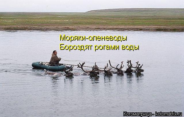 Моряки-оленеводы Бороздят рогами воды... Котоматрица: Моряки-оленеводы Бороздят рогами воды