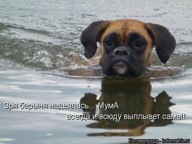 Зря барыня надеялась... МумА всегда и всюду выплывет сама!!... Котоматрица: Зря барыня надеялась... МумА всегда и всюду выплывет сама!!