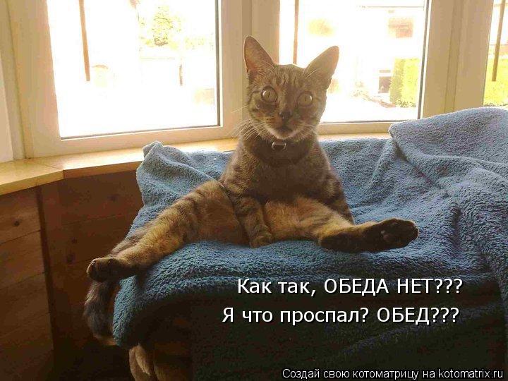 Как так, ОБЕДА НЕТ??? Я что проспал? ОБЕД???... Котоматрица: Как так, ОБЕДА НЕТ??? Я что проспал? ОБЕД???
