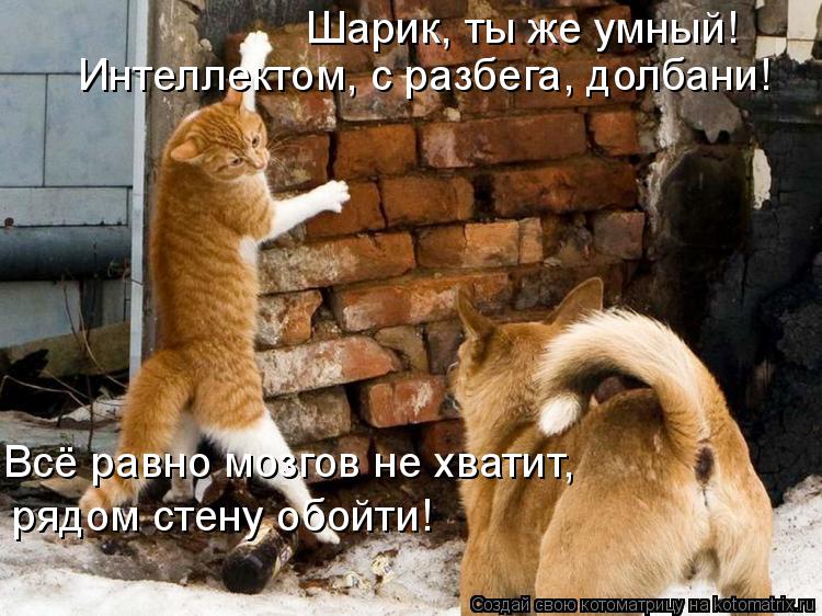 Шарик, ты же умный! Интеллектом, с разбега, долбани! Всё равно мозгов не хватит, рядом стену обойти!... Котоматрица: Шарик, ты же умный! Интеллектом, с разбега, долбани! Всё равно мозгов не хватит, рядом стену обойти!