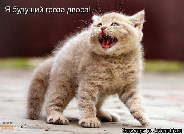 Я будущий гроза двора!... Котоматрица: Я будущий гроза двора!