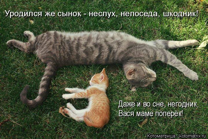 Уродился же сынок - неслух, непоседа, шкодник! Даже и во сне, негодник, Вася маме поперёк!... Котоматрица: Уродился же сынок - неслух, непоседа, шкодник! Даже и во сне, негодник, Вася маме поперёк!
