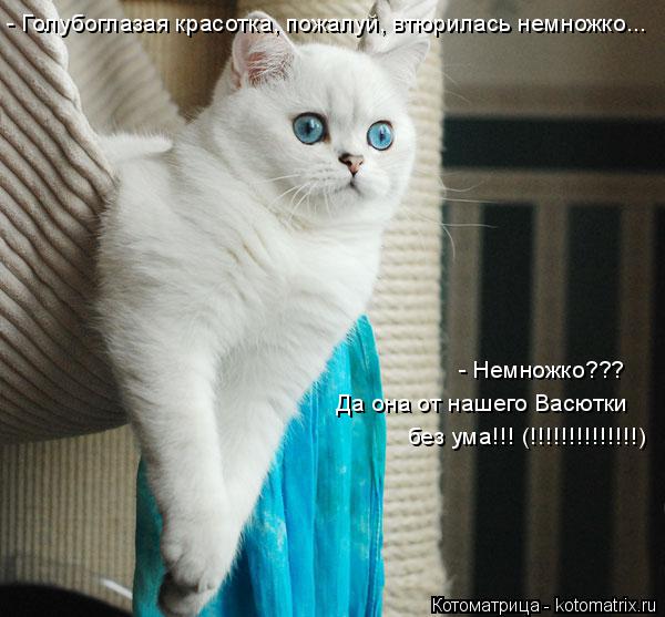 Да она от нашего Васютки - Немножко??? без ума!!! (!!!!!!!!!!!!!!) - Голубоглазая красотка, пожалуй,... Котоматрица: Да она от нашего Васютки - Немножко??? без ума!!! (!!!!!!!!!!!!!!) - Голубоглазая красотка, пожалуй, втюрилась немножко...