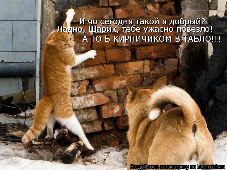И чо сегодня такой я добрый? Ладно, Шарик, тебе ужасно повезло! А ТО Б КИРПИЧИКОМ В ТАБЛО!!!... Котоматрица: И чо сегодня такой я добрый? Ладно, Шарик, тебе ужасно повезло! А ТО Б КИРПИЧИКОМ В ТАБЛО!!!