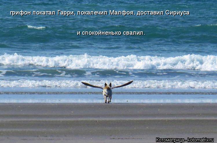 грифон покатал Гарри, покалечил Малфоя, доставил Сириуса и спокойненько свалил.... Котоматрица: грифон покатал Гарри, покалечил Малфоя, доставил Сириуса и спокойненько свалил.
