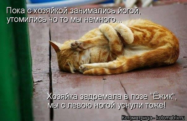 Пока с хозяйкой занимались йогой, утомились чо то мы немного... Хозяйка задремала в позе "Ёжик", мы... Котоматрица: Пока с хозяйкой занимались йогой, утомились чо то мы немного... Хозяйка задремала в позе "Ёжик", мы с левою ногой уснули тоже!
