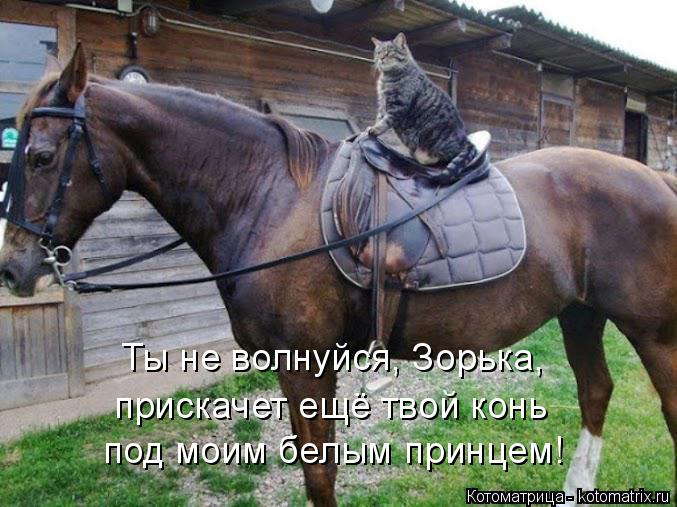 Ты не волнуйся, Зорька, прискачет ещё твой конь под моим белым принцем!... Котоматрица: Ты не волнуйся, Зорька, прискачет ещё твой конь под моим белым принцем!