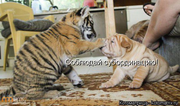 Соблюдай субординацию!... Котоматрица: Соблюдай субординацию!
