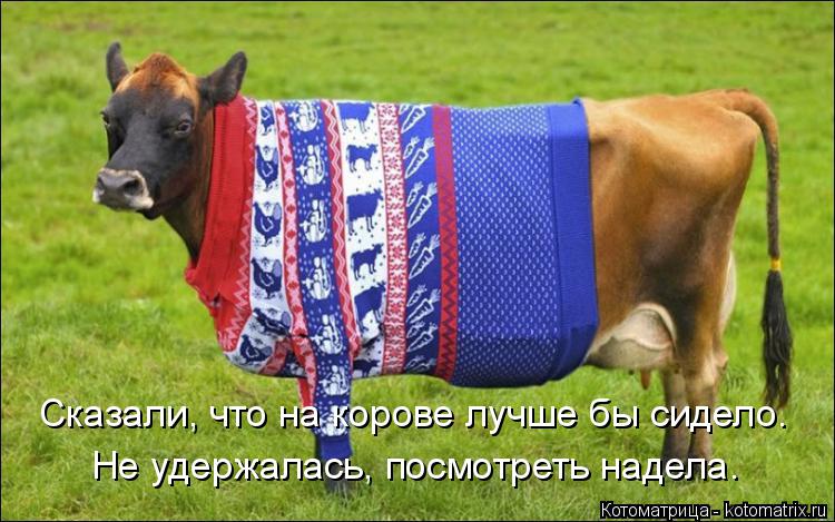 Сказали, что на корове лучше бы сидело. Не удержалась, посмотреть надела.... Котоматрица: Сказали, что на корове лучше бы сидело. Не удержалась, посмотреть надела.