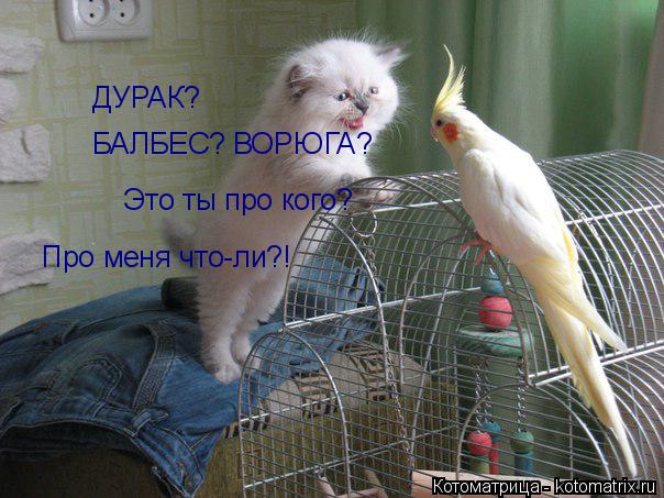 ДУРАК? БАЛБЕС? ВОРЮГА? Это ты про кого? Про меня что-ли?!... Котоматрица: ДУРАК? БАЛБЕС? ВОРЮГА? Это ты про кого? Про меня что-ли?!