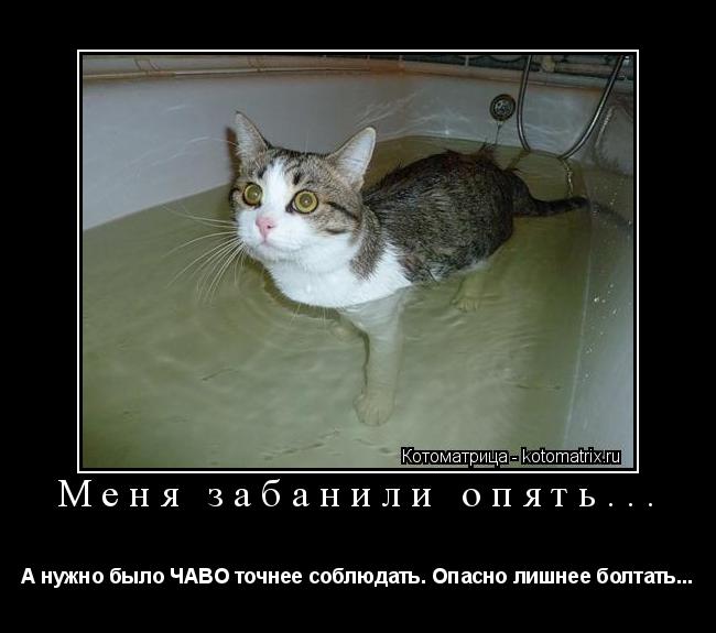 Меня забанили опять... А нужно было ЧАВО точнее соблюдать. Опасно лишнее болтать...... Котоматрица: Меня забанили опять... А нужно было ЧАВО точнее соблюдать. Опасно лишнее болтать...