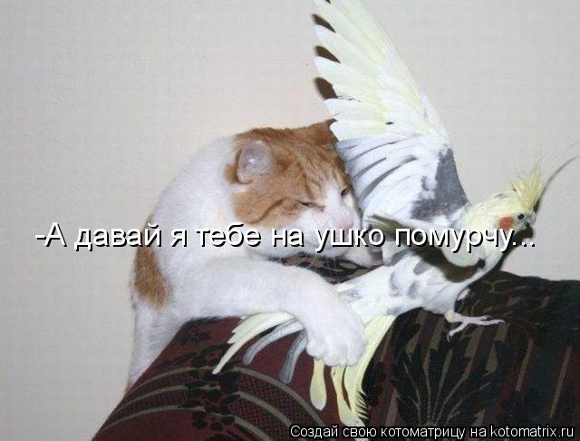 -А давай я тебе на ушко помурчу...... Котоматрица: -А давай я тебе на ушко помурчу...