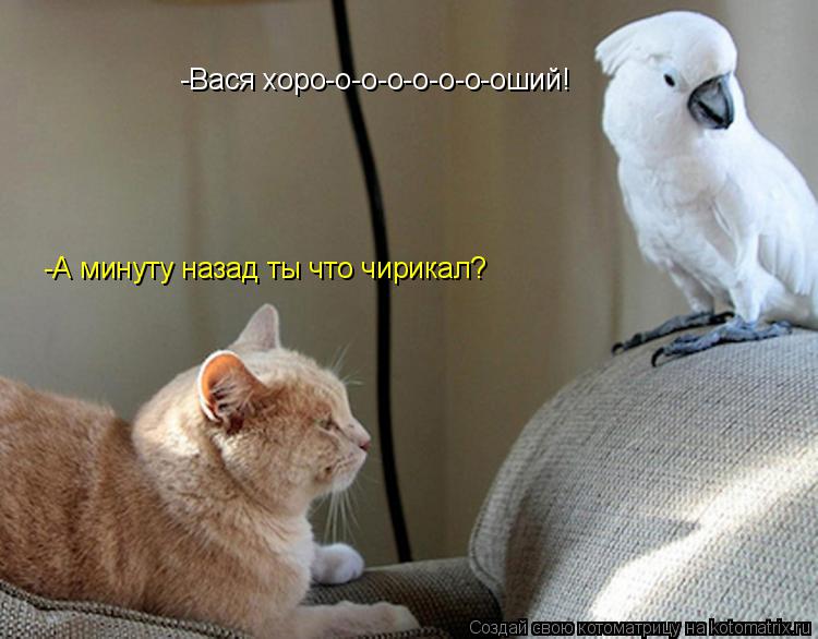 -Вася хоро-о-о-о-о-о-о-оший! -А минуту назад ты что чирикал?... Котоматрица: -Вася хоро-о-о-о-о-о-о-оший! -А минуту назад ты что чирикал?