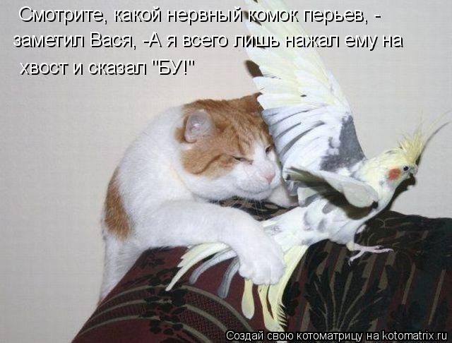 Смотрите, какой нервный комок перьев, - хвост и сказал "БУ!" заметил Вася, -А я всего лишь нажал ему ... Котоматрица: Смотрите, какой нервный комок перьев, - хвост и сказал "БУ!" заметил Вася, -А я всего лишь нажал ему на