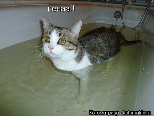пенаа!!... Котоматрица: пенаа!!