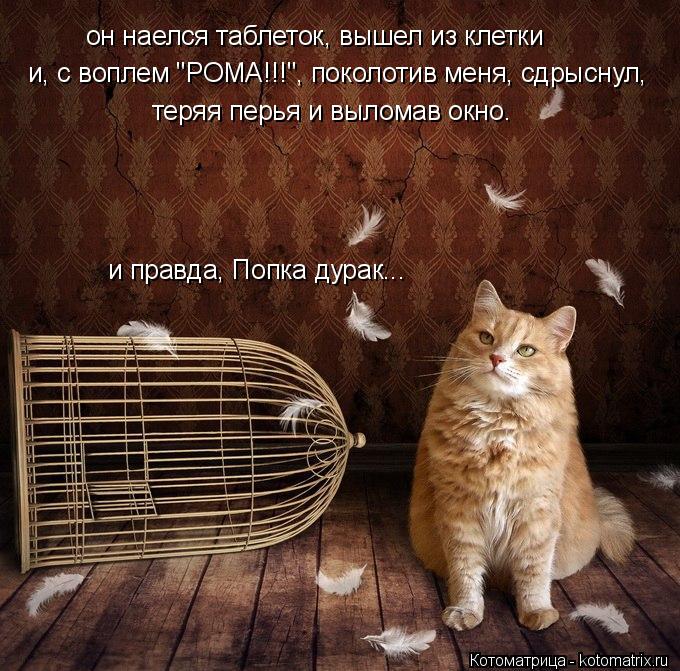 он наелся таблеток, вышел из клетки и, с воплем "РОМА!!!", поколотив меня, сдрыснул, теряя перья и в... Котоматрица: он наелся таблеток, вышел из клетки и, с воплем "РОМА!!!", поколотив меня, сдрыснул, теряя перья и выломав окно. и правда, Попка дурак...