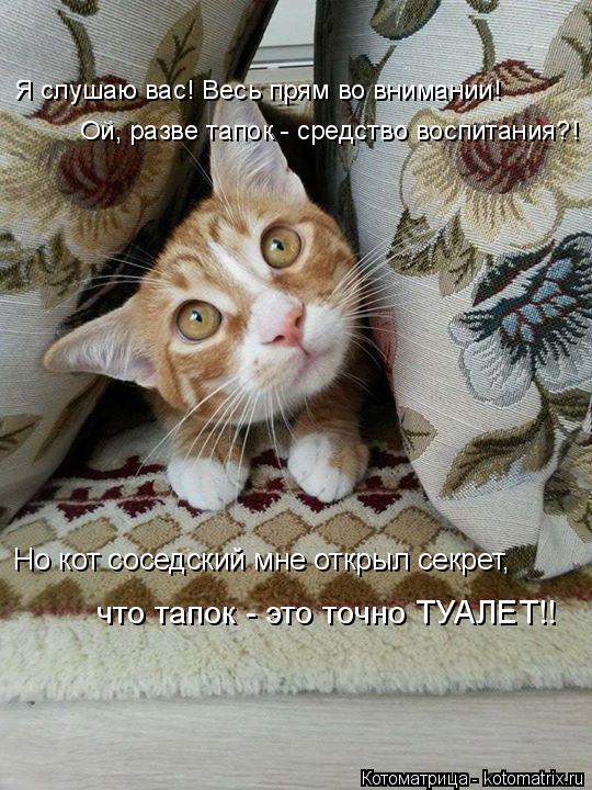 Я слушаю вас! Весь прям во внимании! Ой, разве тапок - средство воспитания?! Но кот соседский мне отк... Котоматрица: Я слушаю вас! Весь прям во внимании! Ой, разве тапок - средство воспитания?! Но кот соседский мне открыл секрет, что тапок - это точно ТУАЛЕТ!!