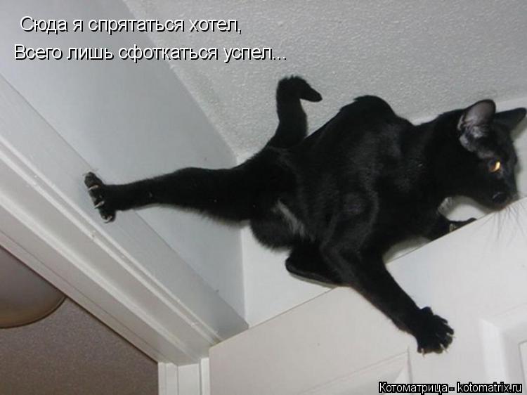 Сюда я спрятаться хотел, Всего лишь сфоткаться успел...... Котоматрица: Сюда я спрятаться хотел, Всего лишь сфоткаться успел...
