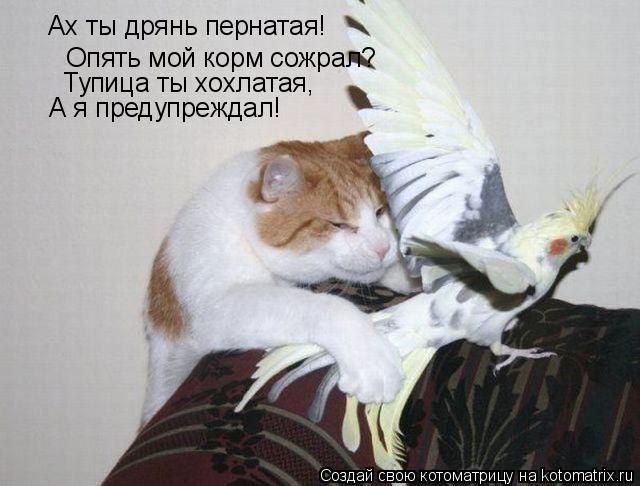 Ах ты дрянь пернатая! Опять мой корм сожрал? Тупица ты хохлатая, А я предупреждал!... Котоматрица: Ах ты дрянь пернатая! Опять мой корм сожрал? Тупица ты хохлатая, А я предупреждал!